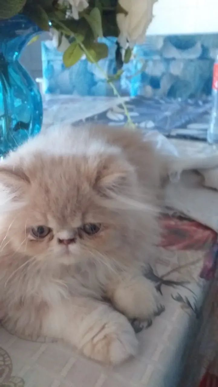 Filhote de Gato persa Fêmea - Foto 3