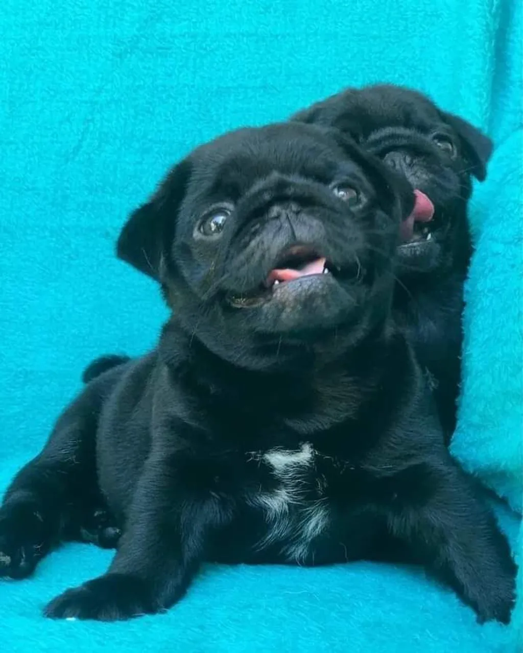 Filhotes de Pug