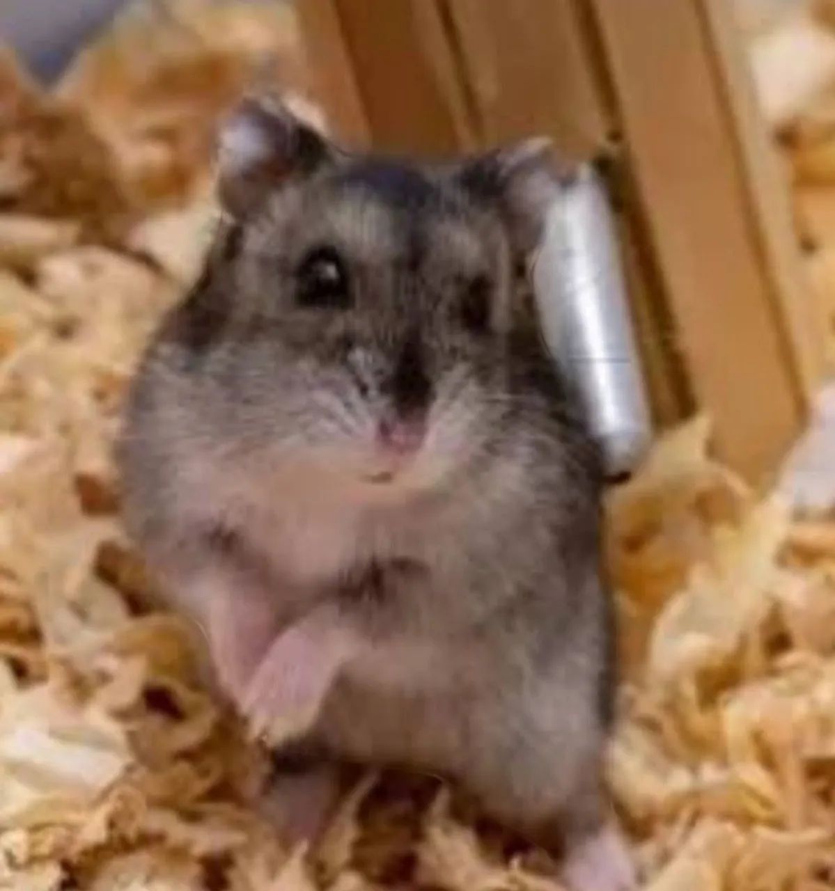 Hamster fofinho