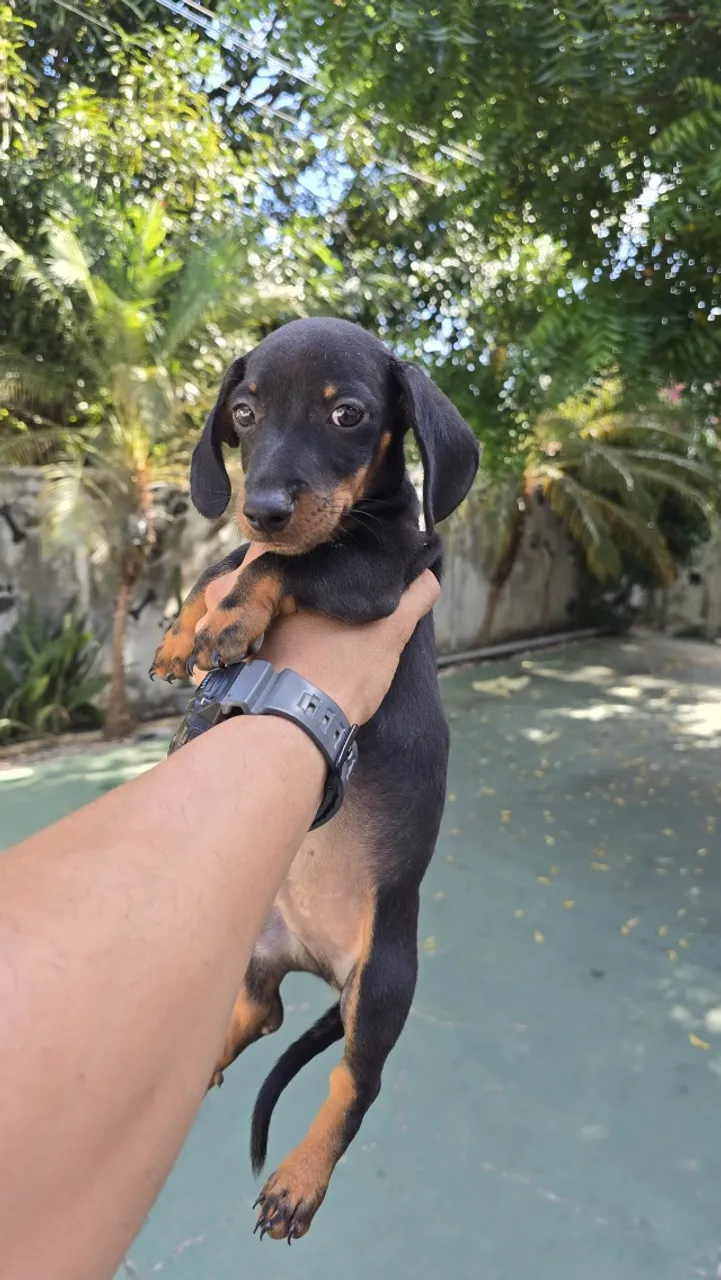Salsicha Dachshund Miniatura