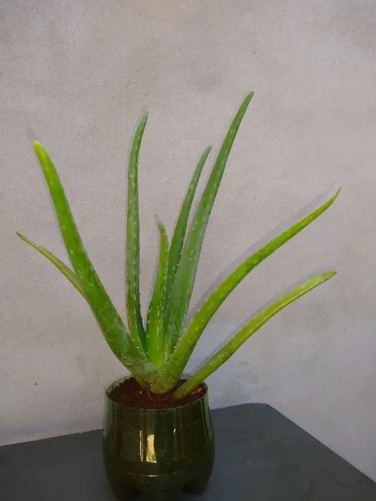 Babosa Aloe Vera  - Foto 2