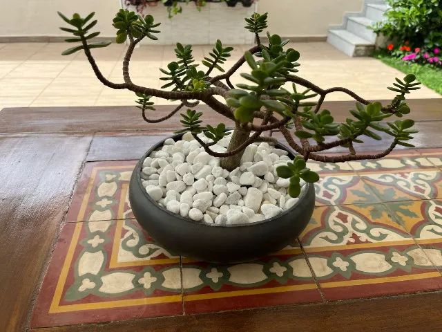 Bonsai Planta de Jade 