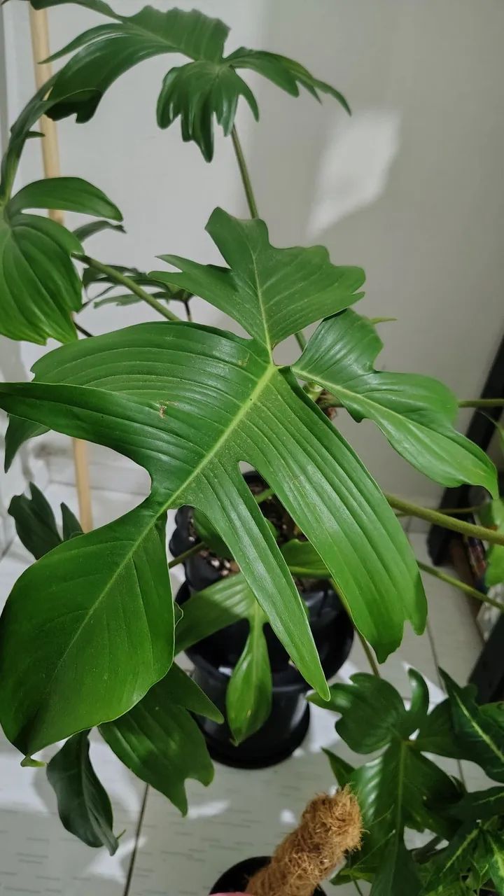 Planta filodendro pedatum - Foto 2