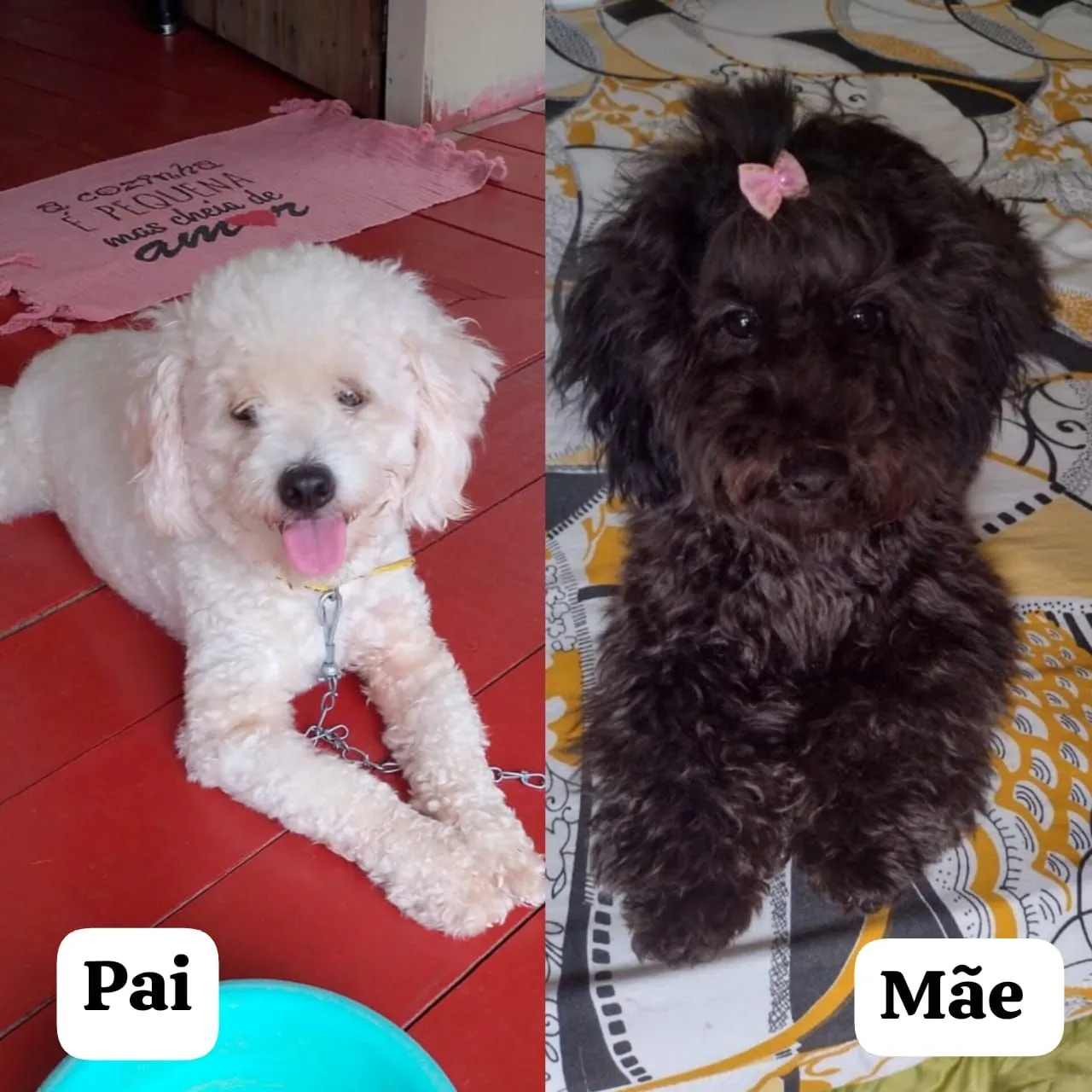 Vende-se filhotes de poddle!