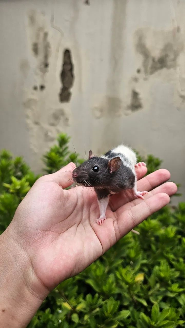 Ratos twister (Exotic pets house) - Foto 6