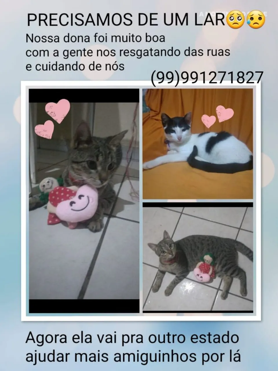 Dois gatinhos precisam de um lar!