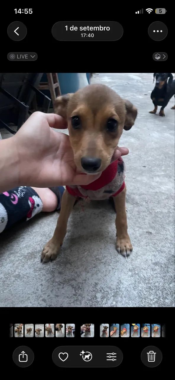 Cachorrinha 