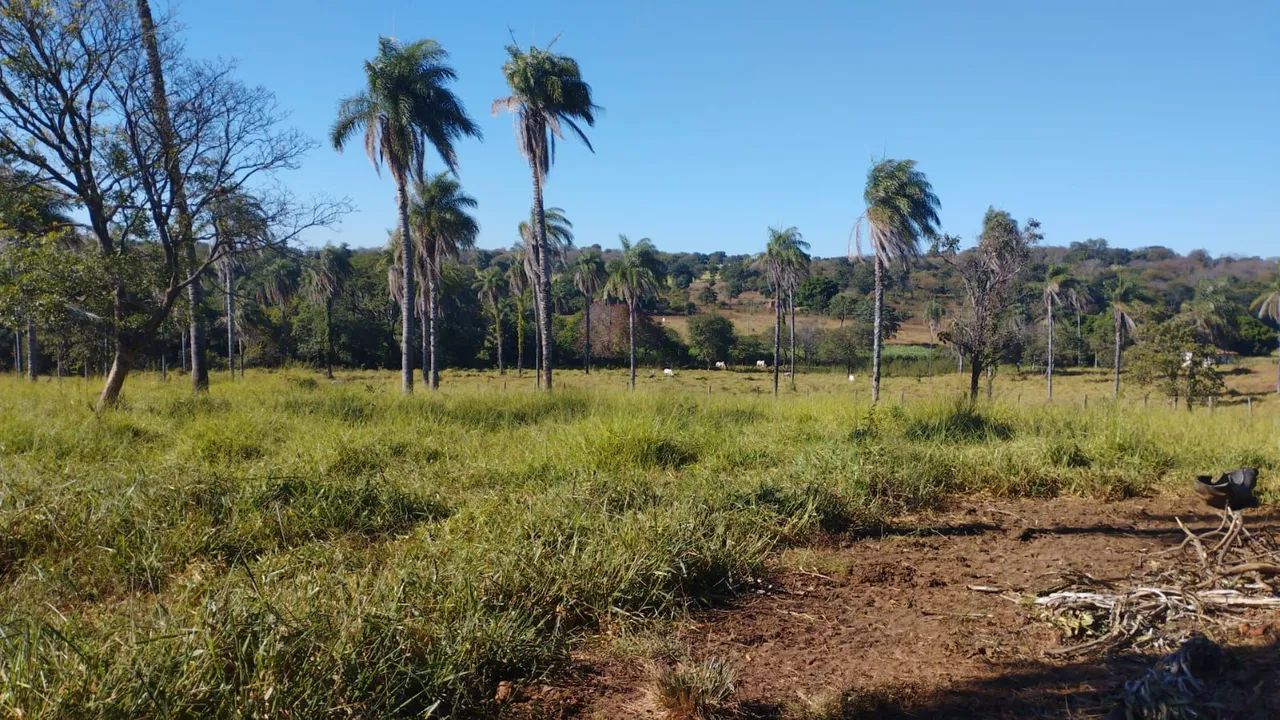 Fazenda 339 Hectares/2 Rios,Toda cercada... - Foto 6