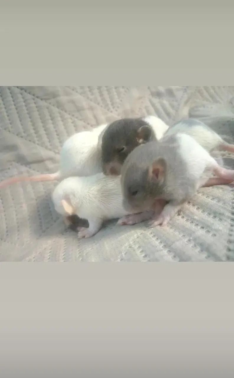 Rato Twister/Dumbo+Gaiola - Foto 3