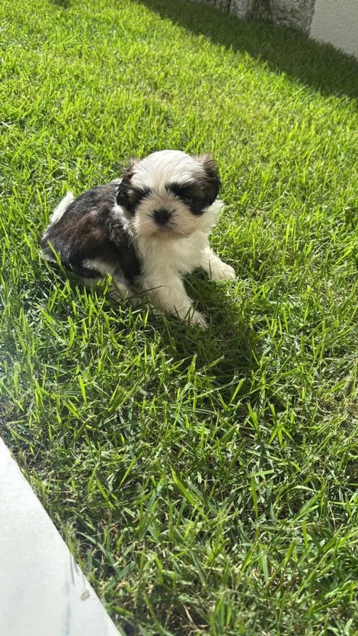 Shih tzu  - Foto 3