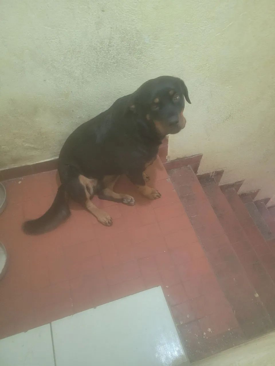 ROTTWEILER PARA DOAÇÃO