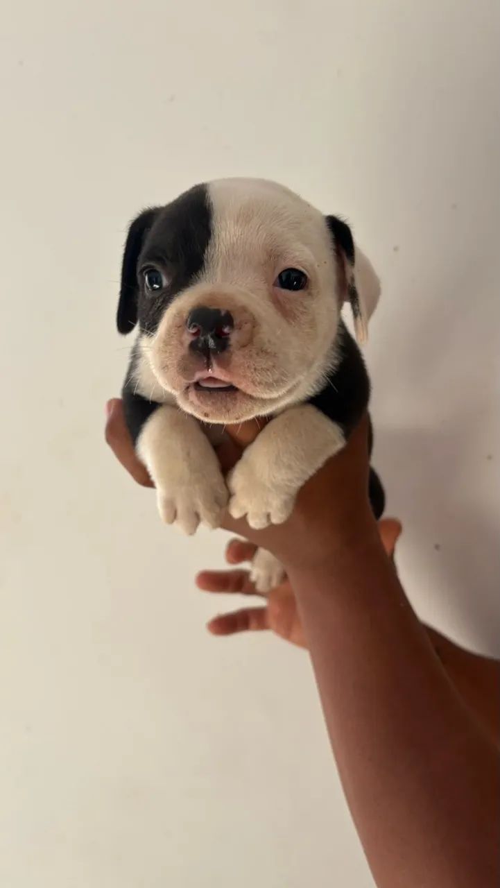 Cachorro - Foto 5