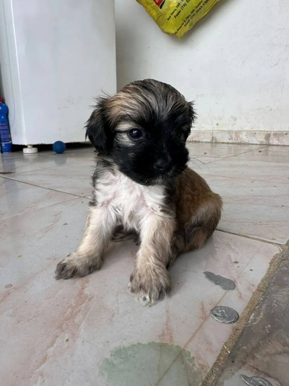 Poodle zero 1 mês 