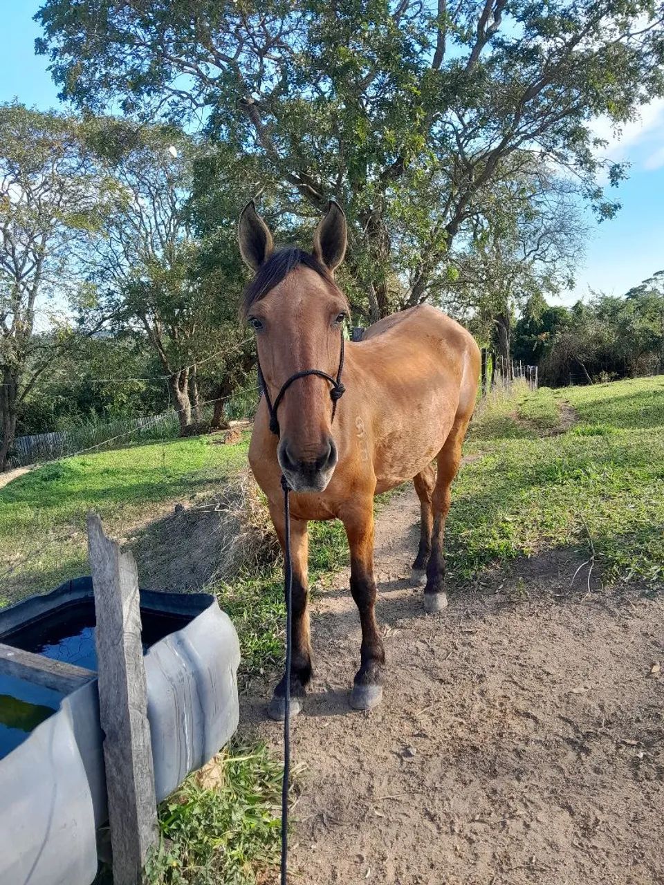Égua mangolina - Foto 4