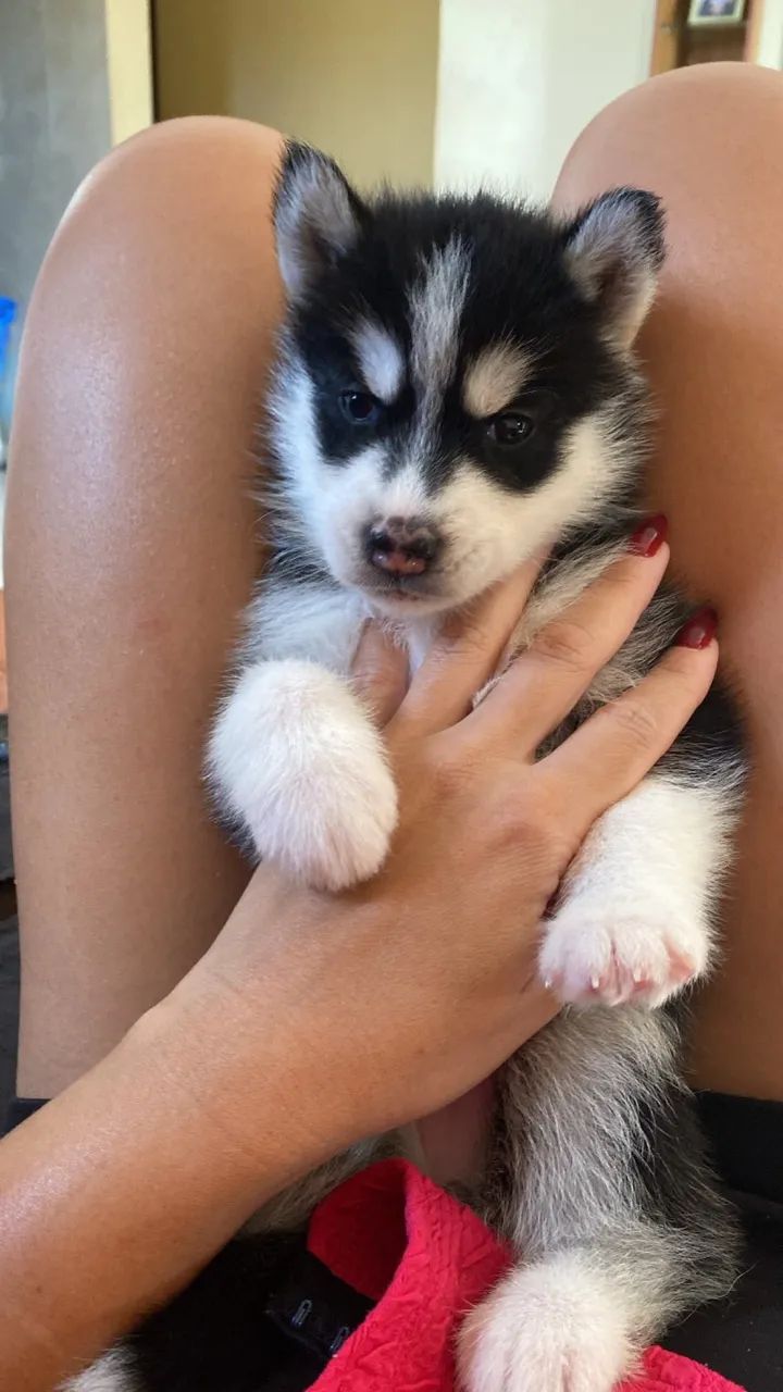 husky siberiano - Foto 5