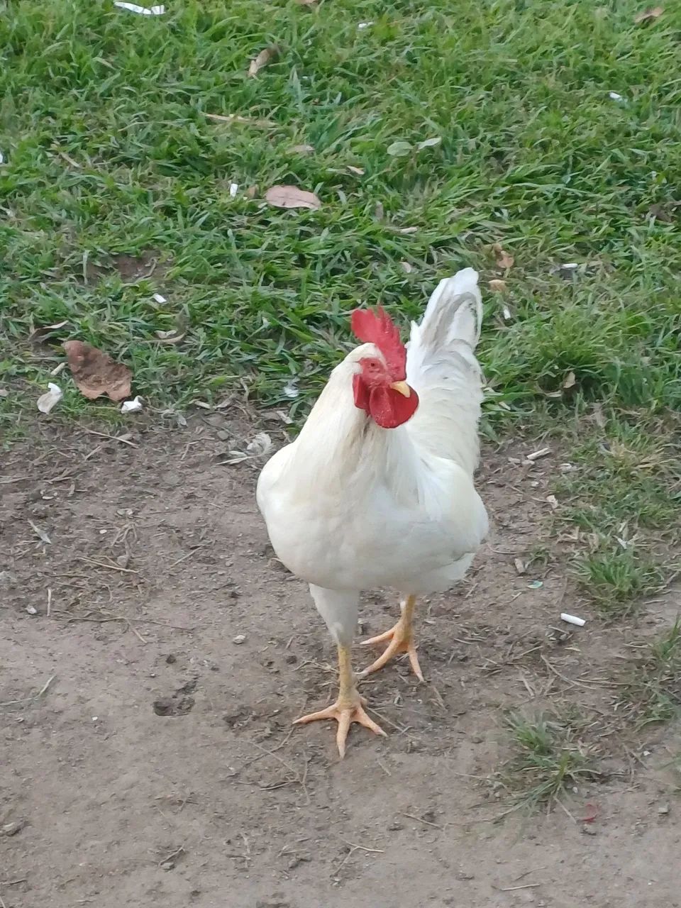 GALOS LEGORNE - Foto 4