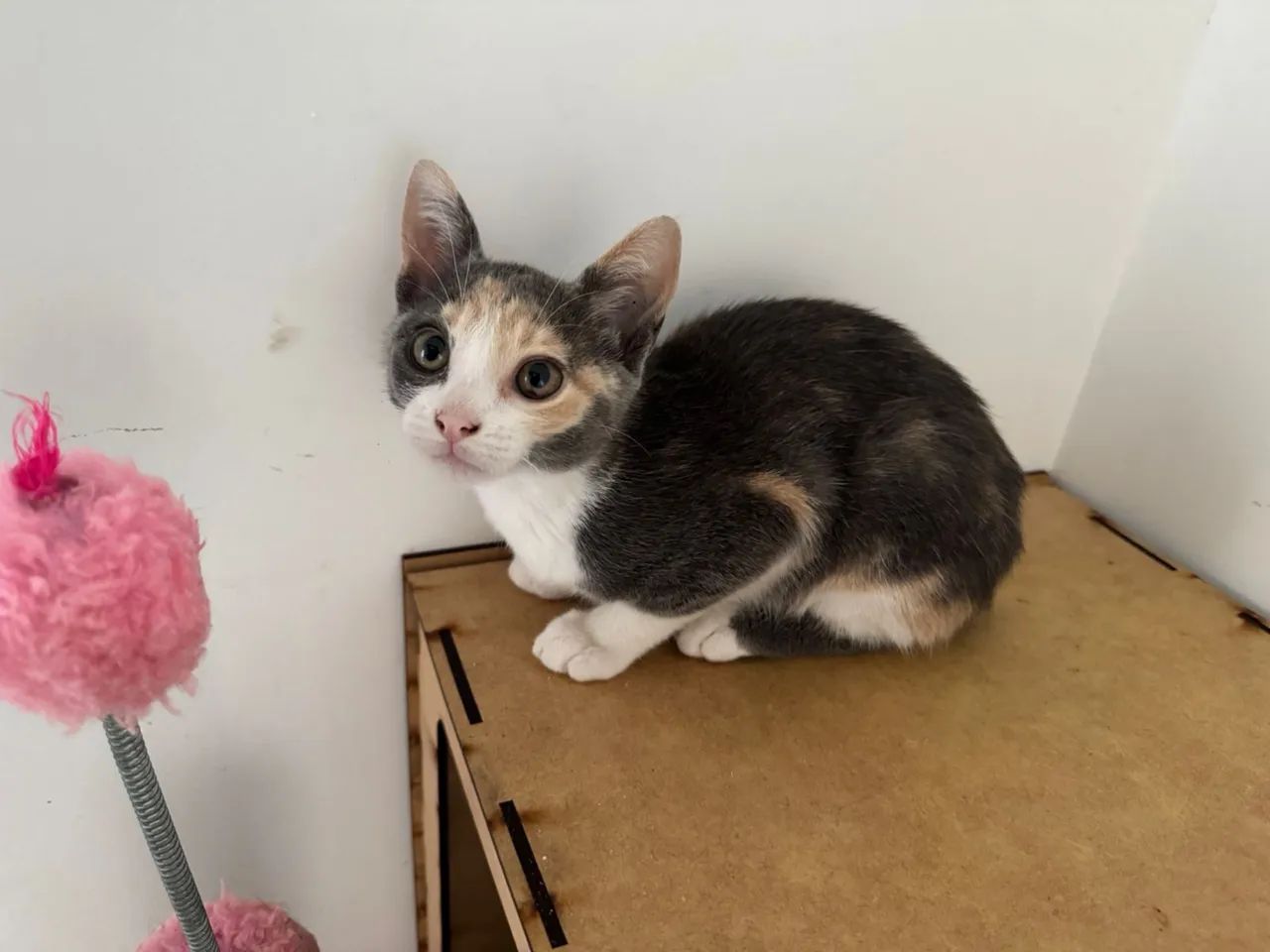 Gatinha fêmea 2 meses - Foto 3