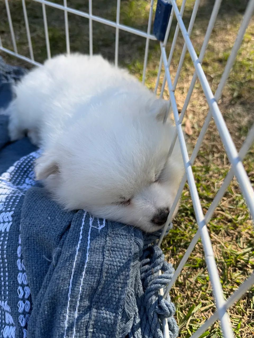 Lulu  - Foto 4