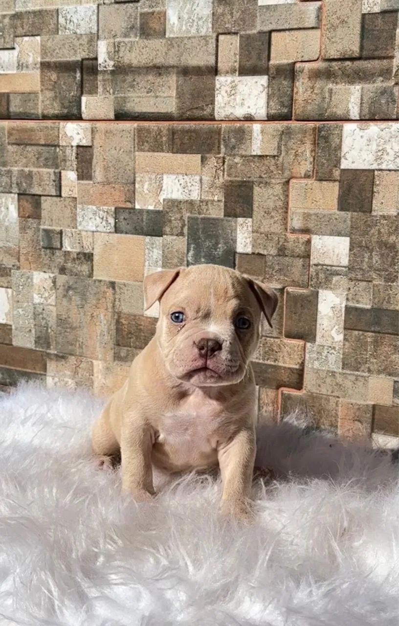 American bully Macho - Foto 4