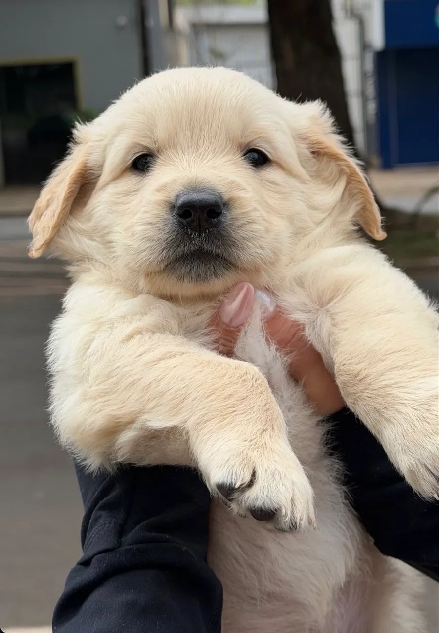 Golden puro 