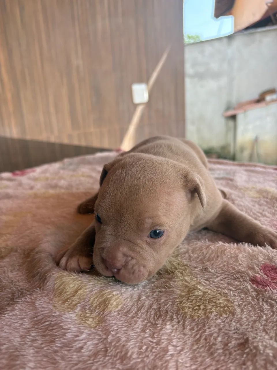 American Bully  - Foto 2