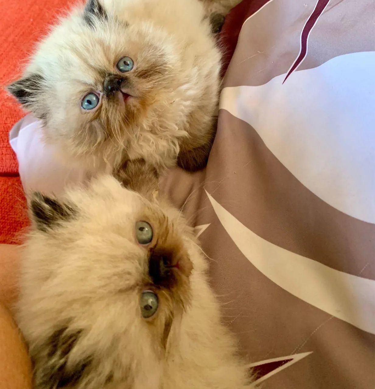 Persa ( Totalmente Puro )