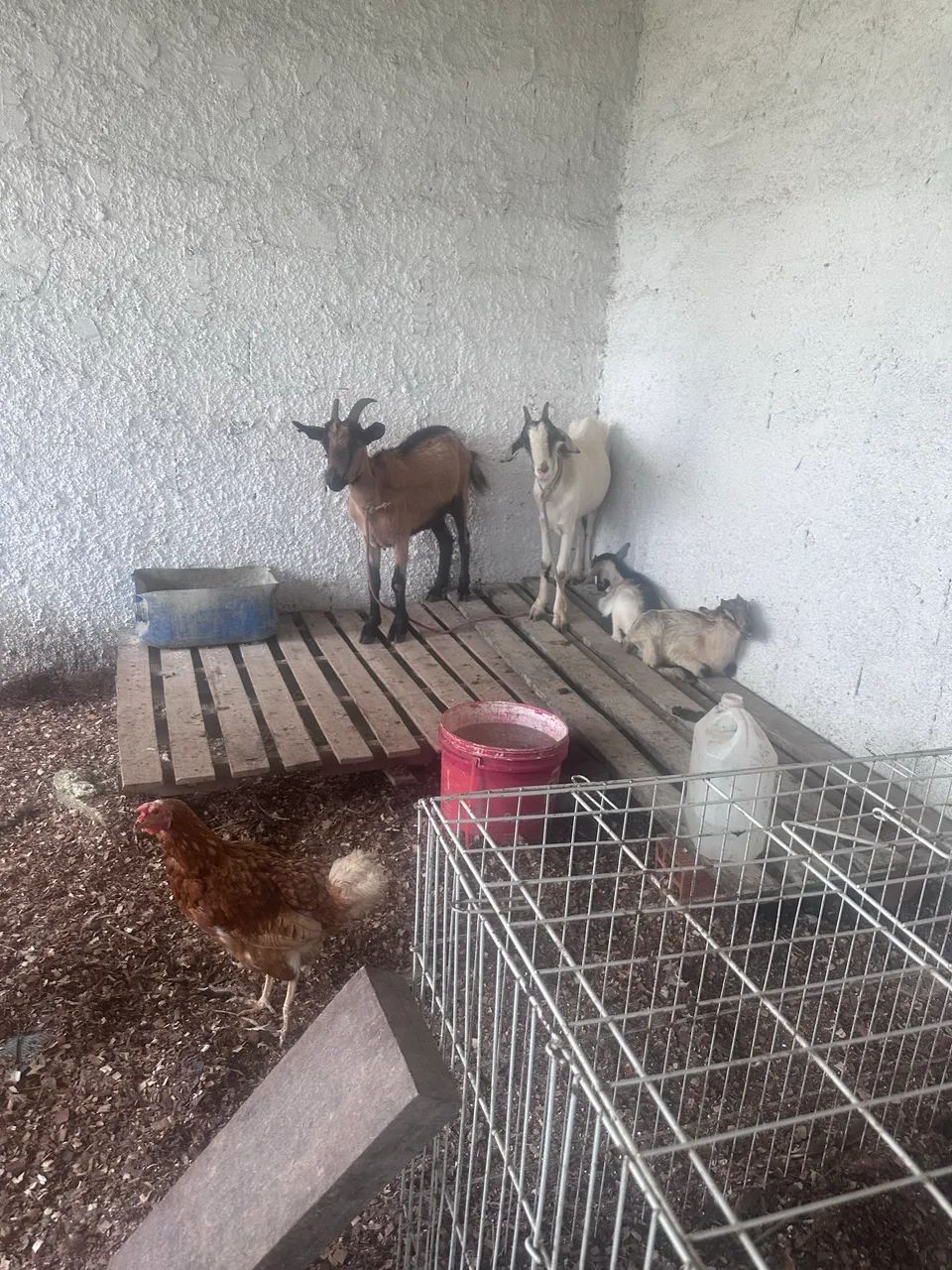 Cabras leiteira e filhote 