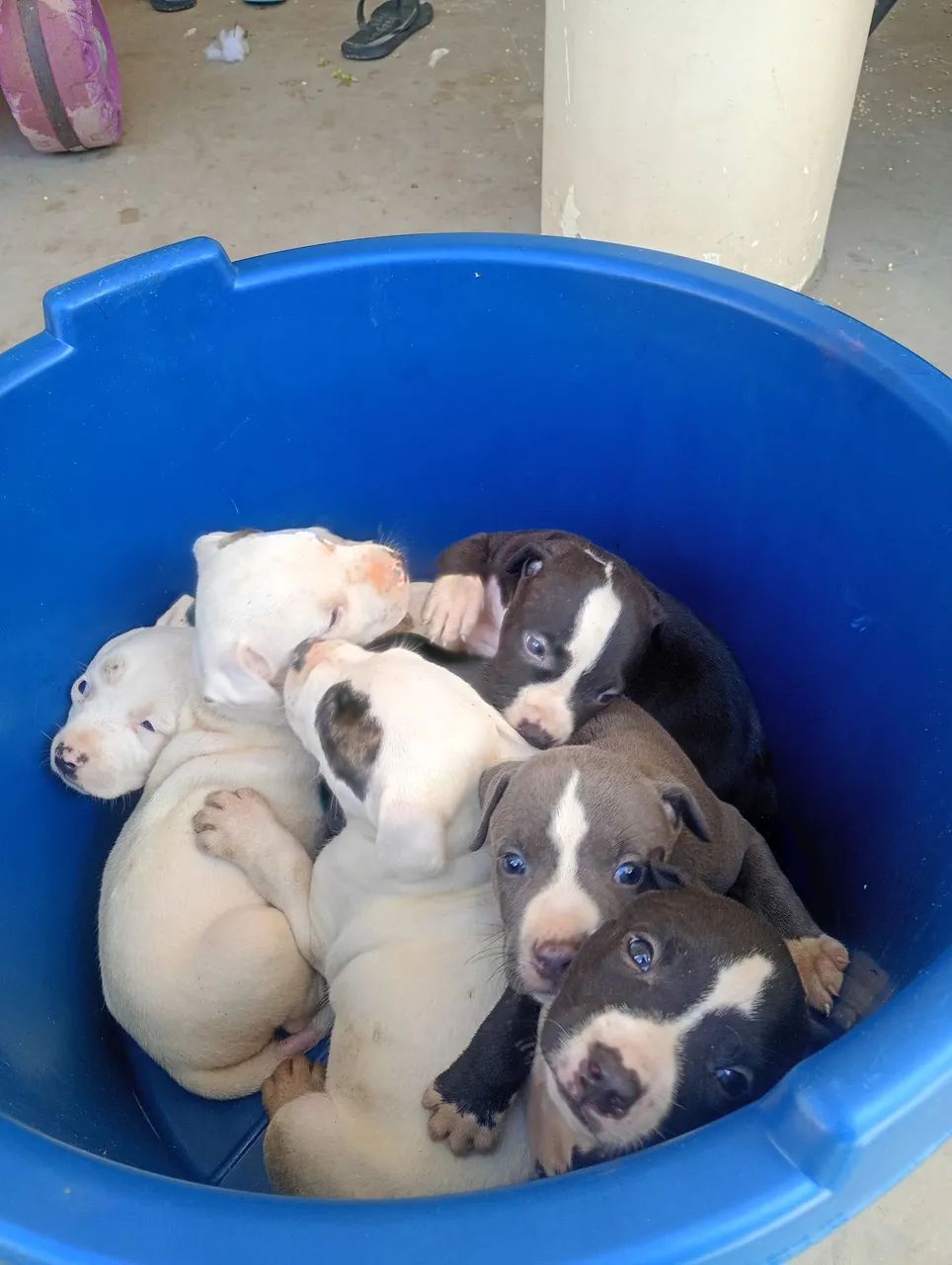 Pit Bull  - Foto 4