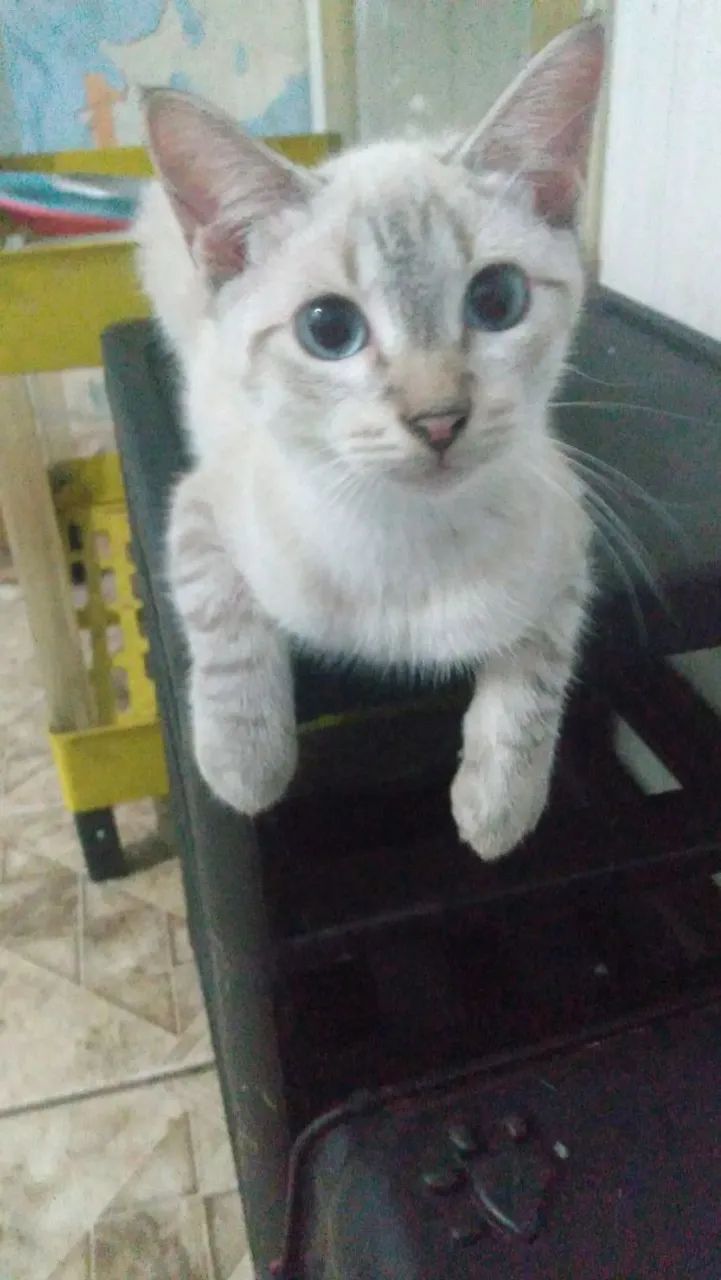 Lindos Gatos  - Foto 2