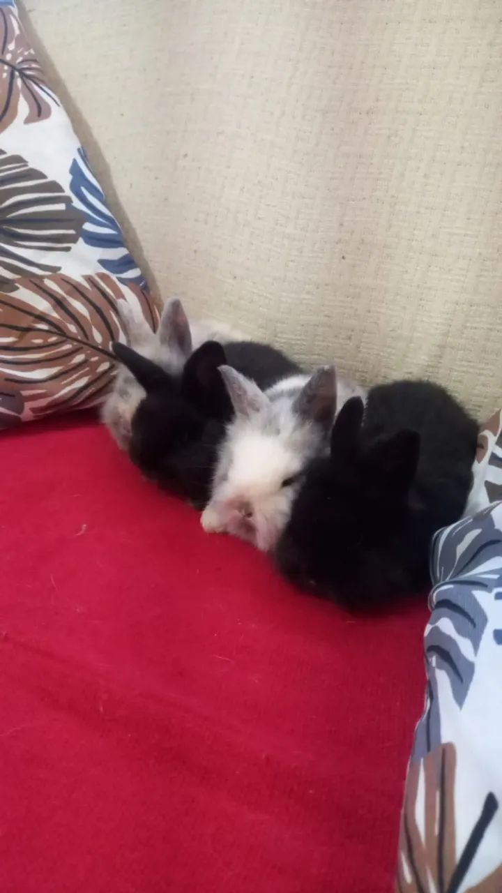 Filhote de Mini Coelhos raça Fuzzy Lop - Foto 3