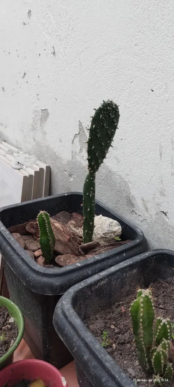 Cactos  - Foto 5