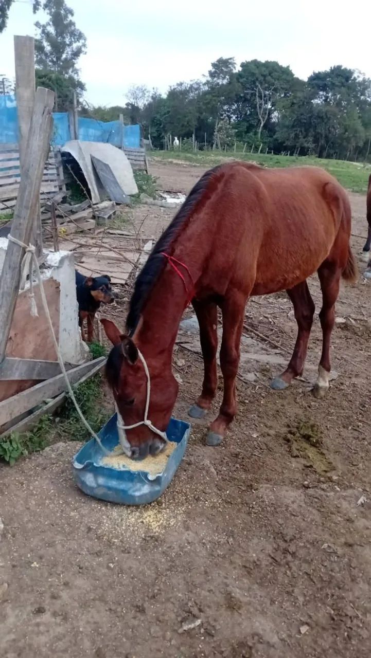 Cavalo 