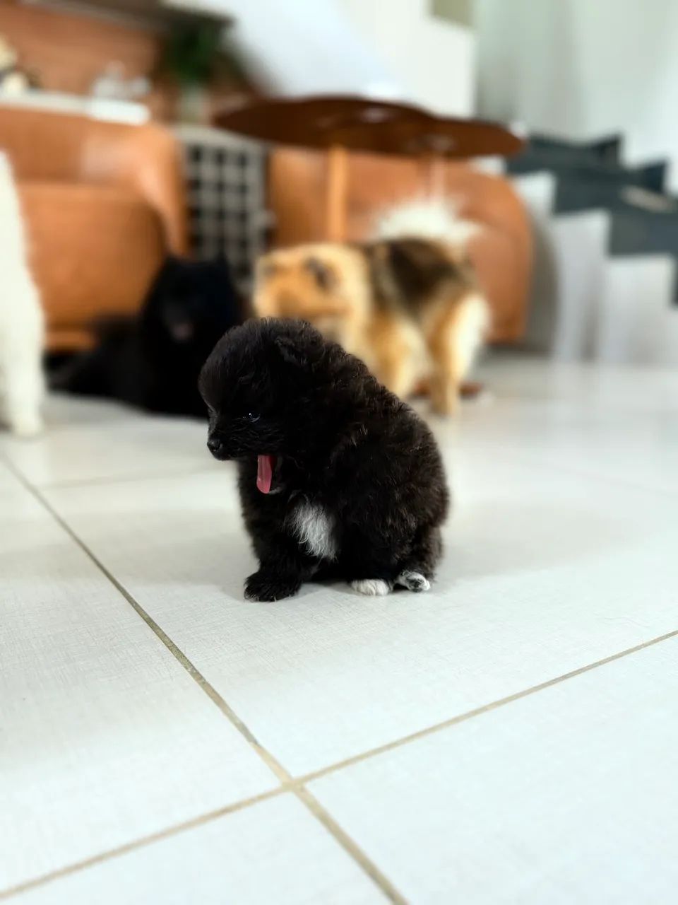 Spitz alemão  - Foto 4