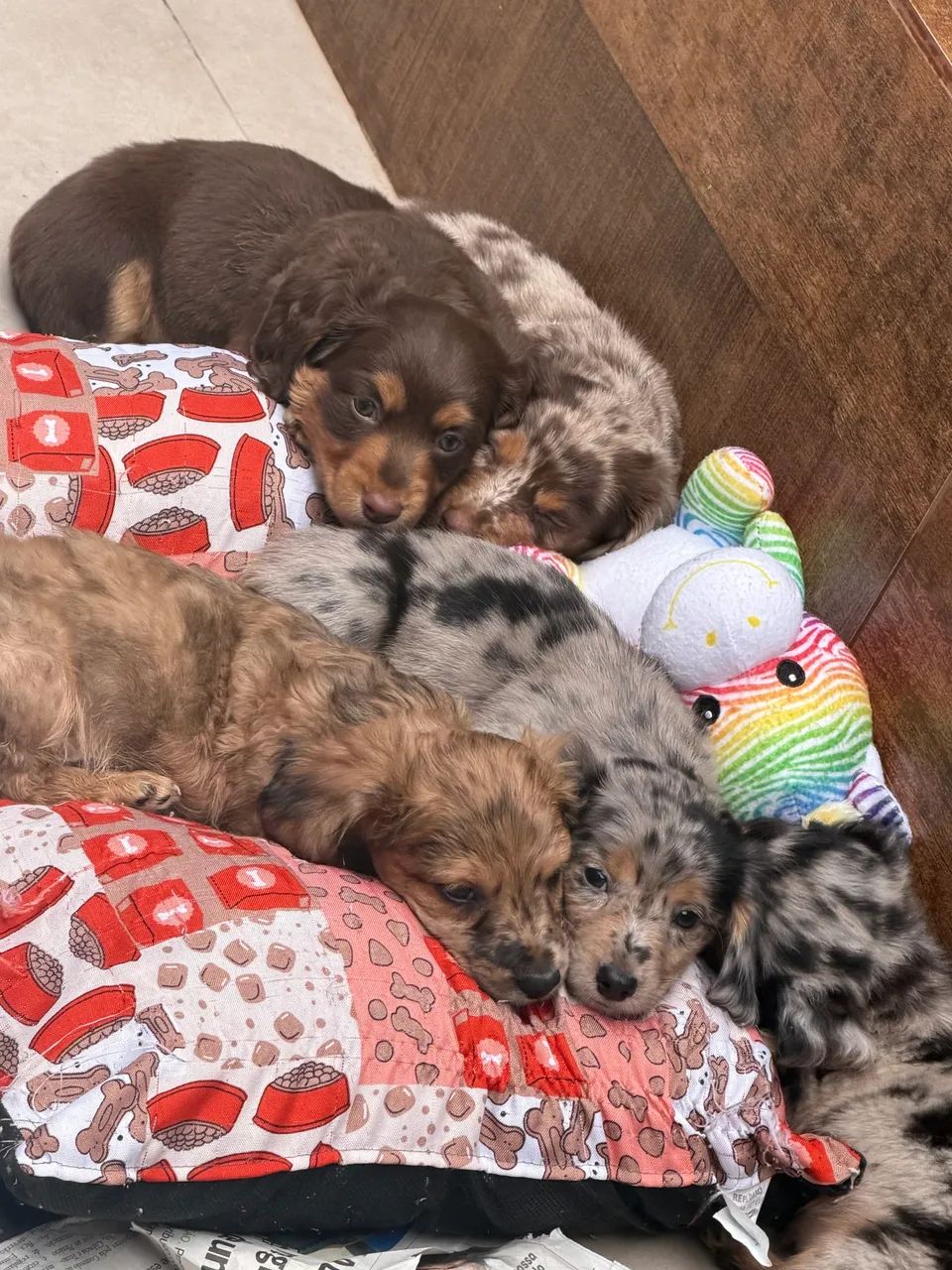 Daschshund pelo longo  - Foto 2