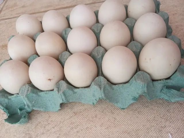 Vendo ovos galado de patos - Foto 2