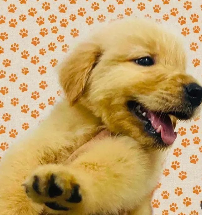 Golden  - Foto 4