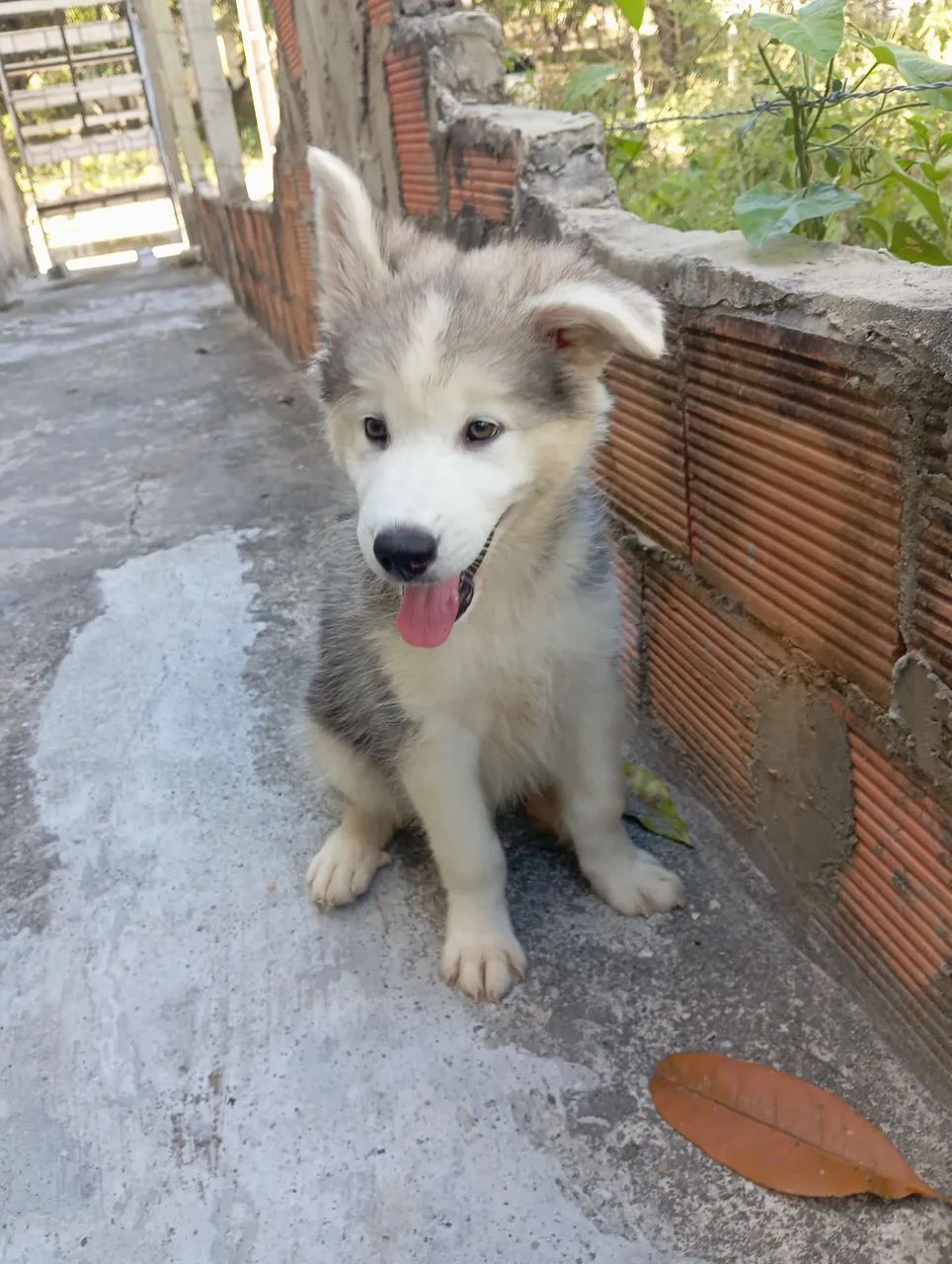 Filhote de Husky Siberiano  - Foto 2