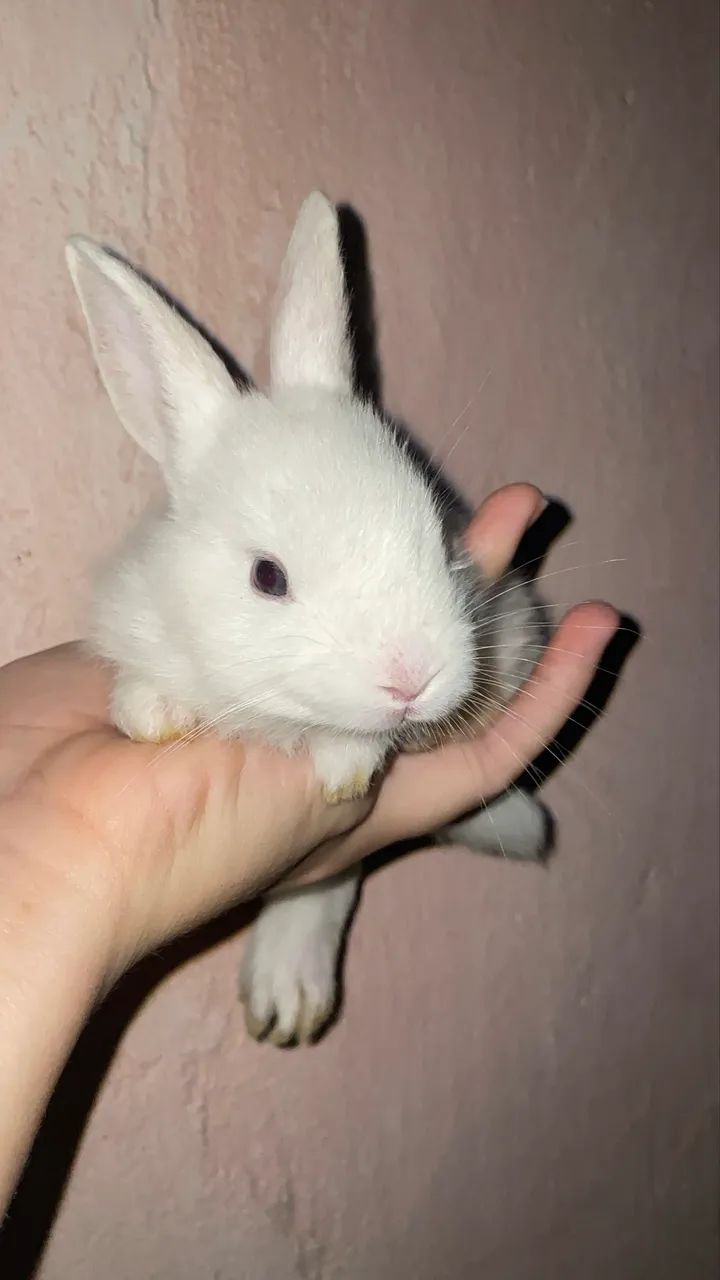 Coelhos - Foto 2