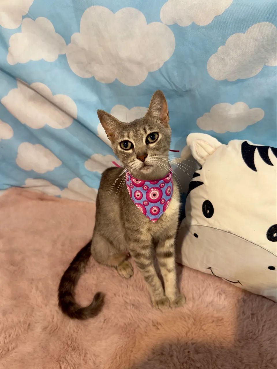 Gatinha castrada para doação 