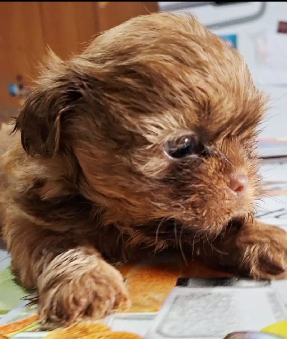 Cachorro  - Foto 5