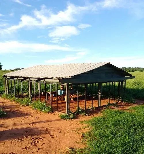 PECUÁRIA - Área Rural 52 Alqueires - Foto 3