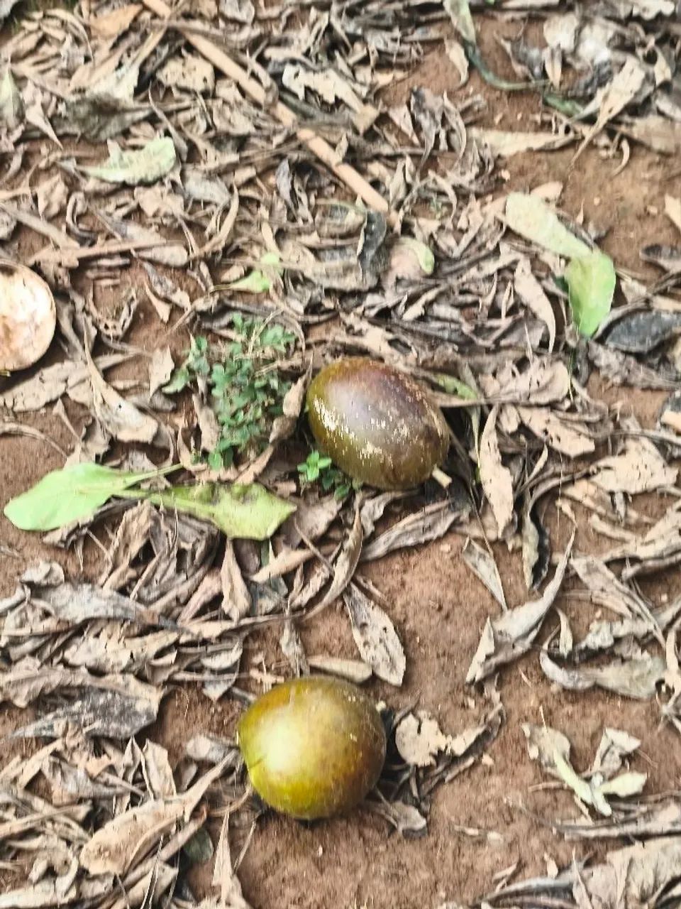 Fruta de cuia - Foto 2