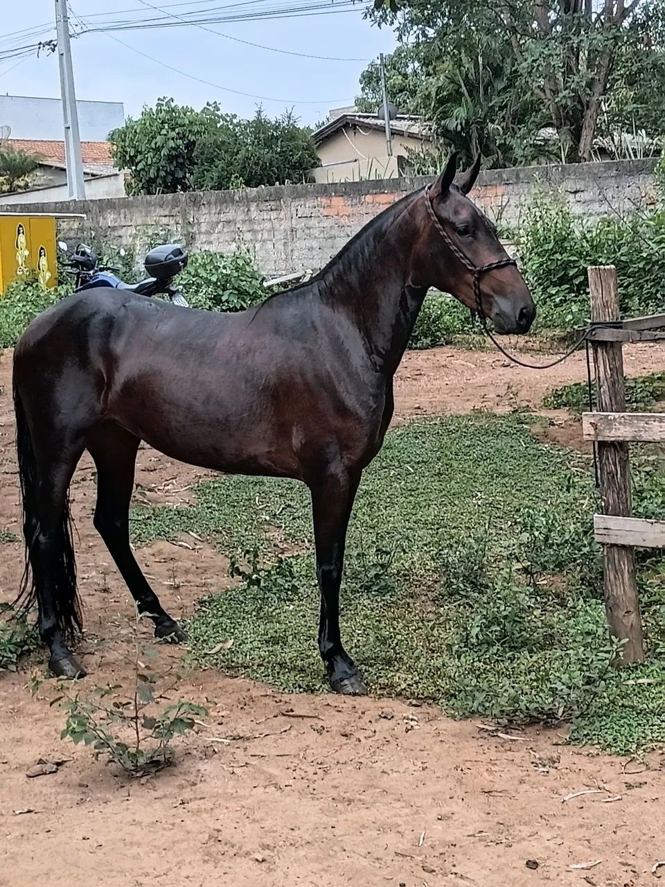 Manga larga Machado  - Foto 4