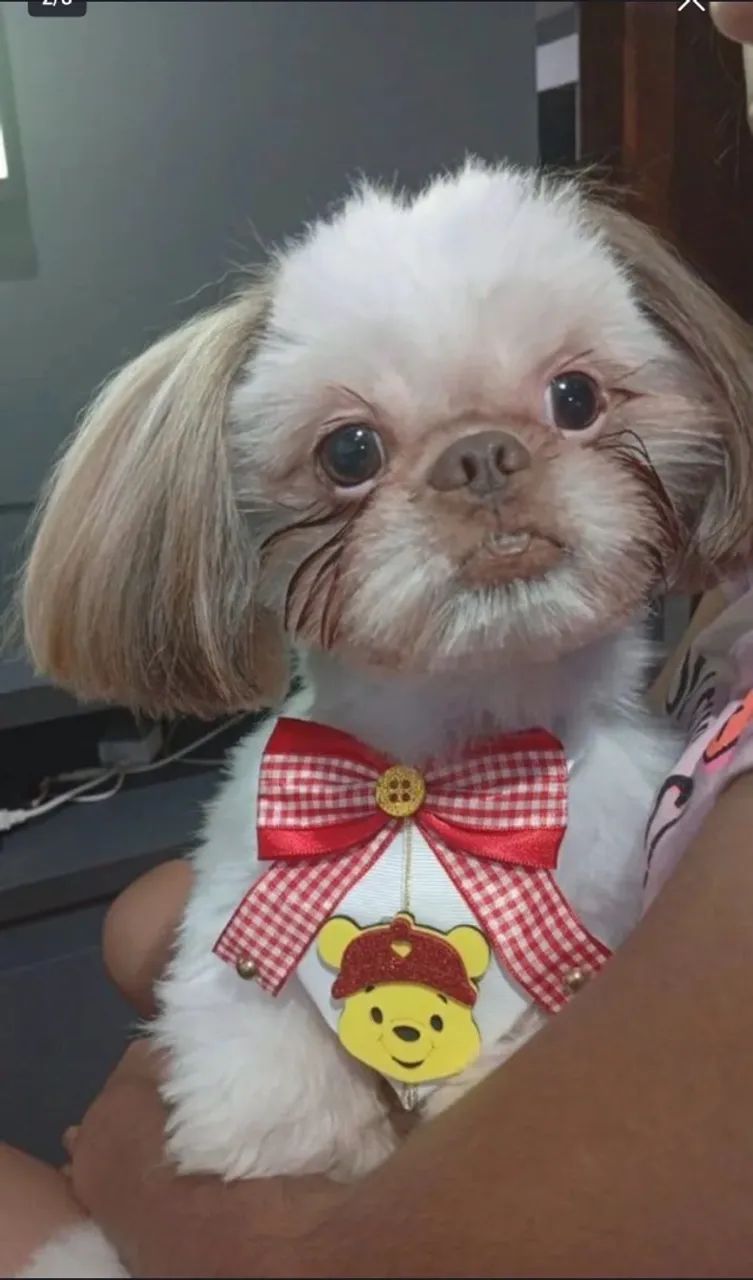 Cachorro shit zu macho - Foto 2