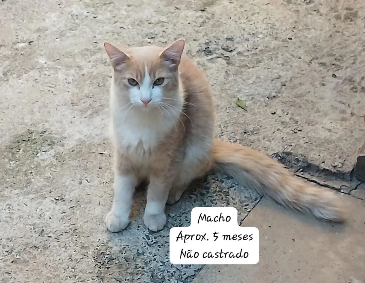 Doação de Gatos - *