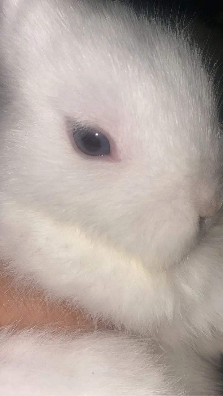 Coelhos - Foto 4
