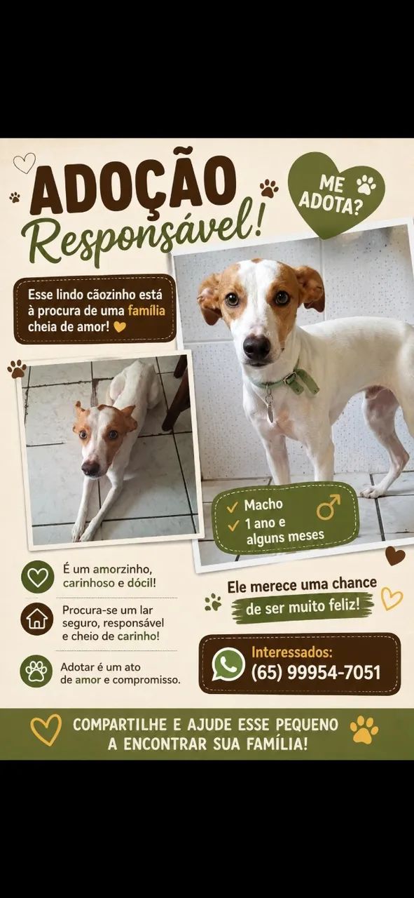 Cachorro