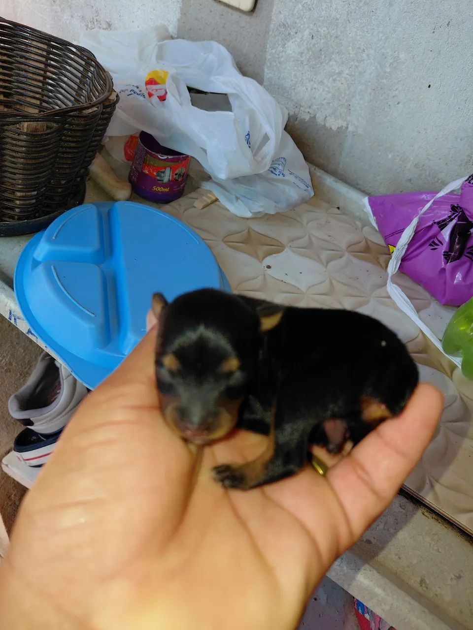 Pinscher zero e Pinscher 1 - Foto 3