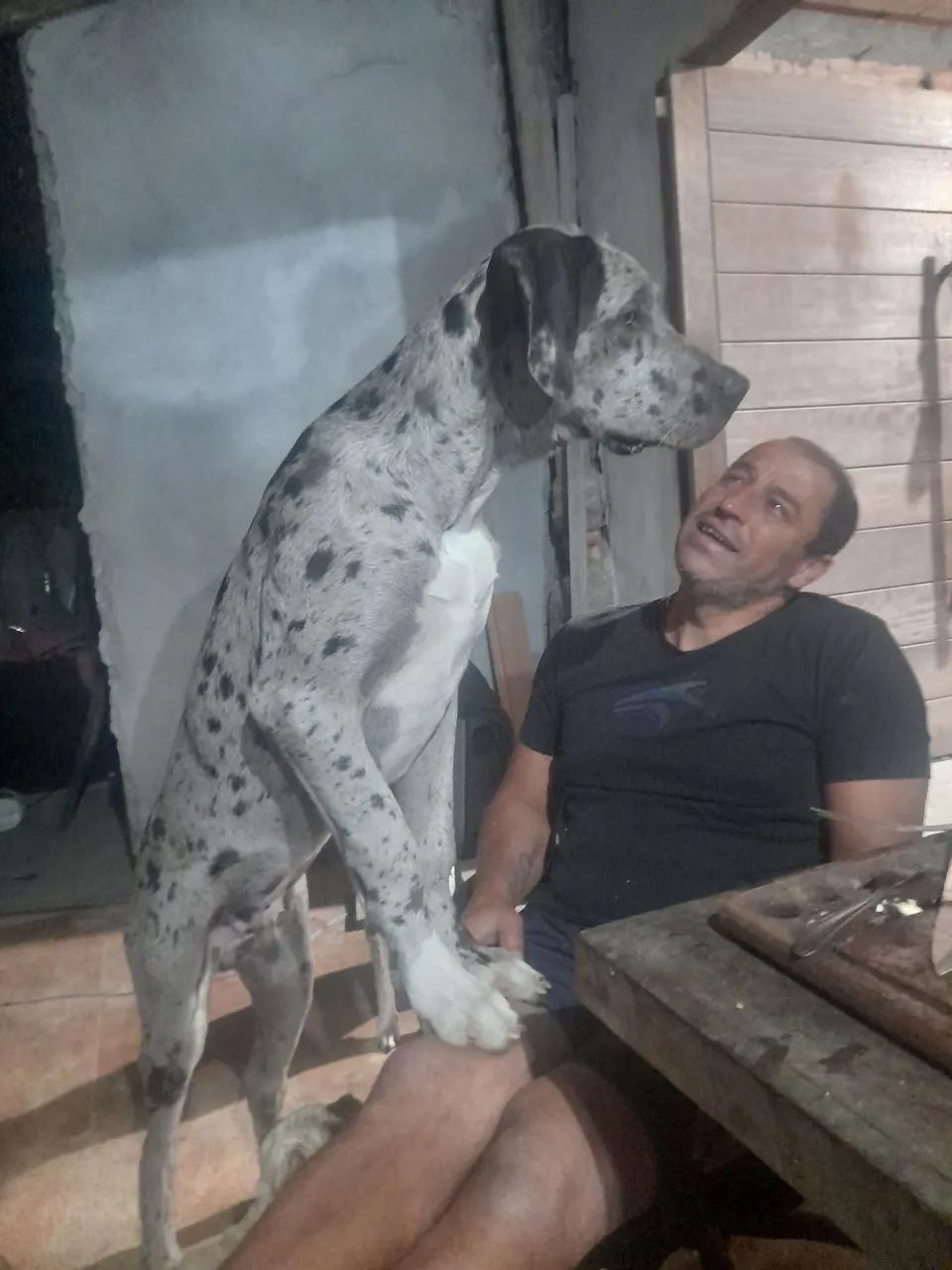 Procuro namorada  dog alemão 