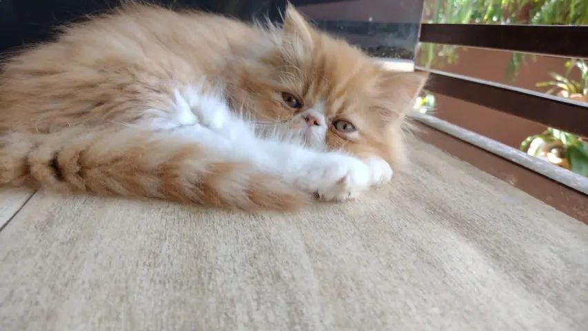 Gato Persa filhote saudável e com pedigree